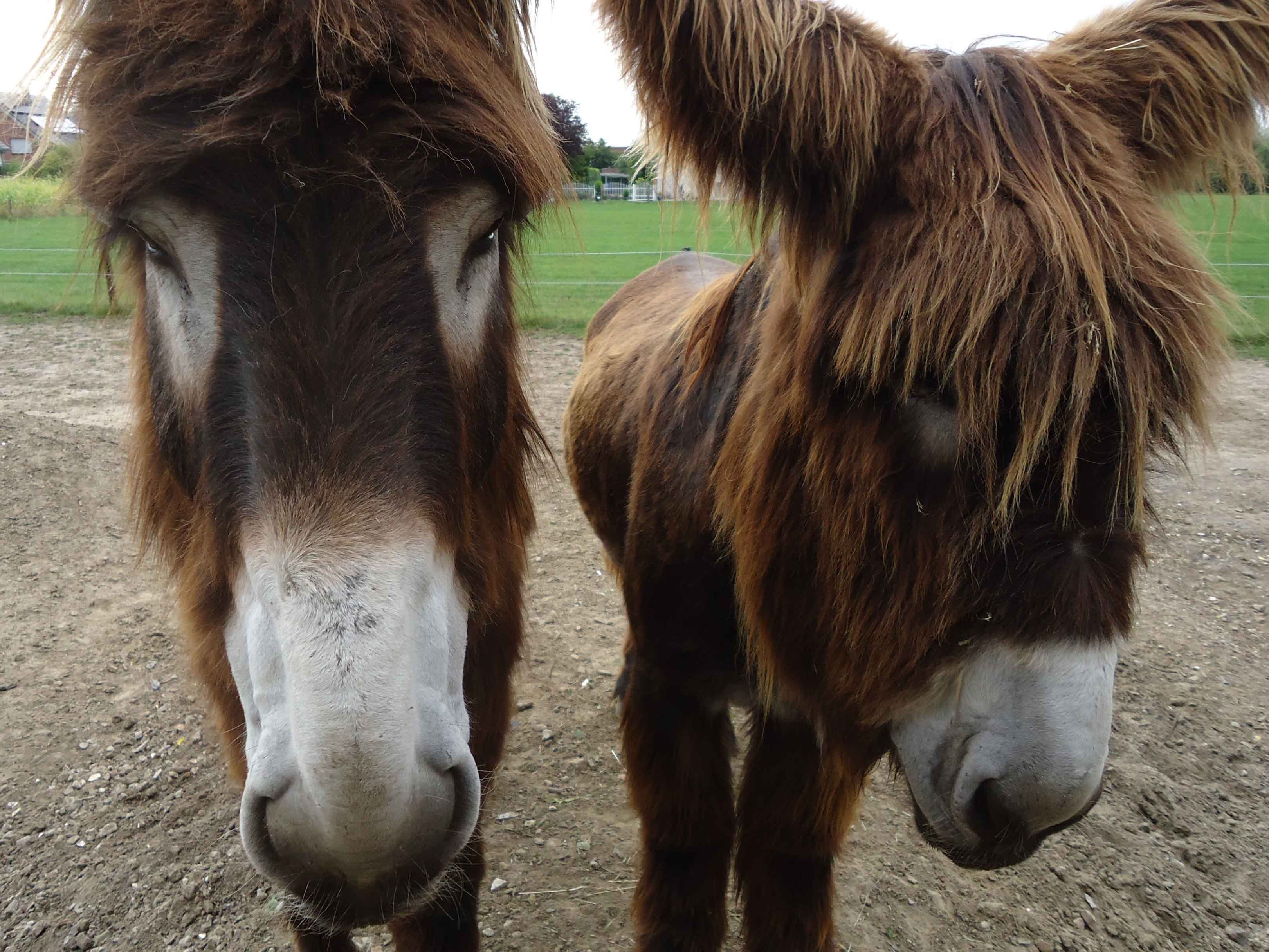 Poitou-Esel Freddy und Fridolin (Foto: Elisabeth Klingseis)