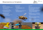 6 Wissenswertes zur Honigbiene