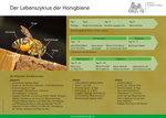 4 Der Lebenszyklus der Honigbiene