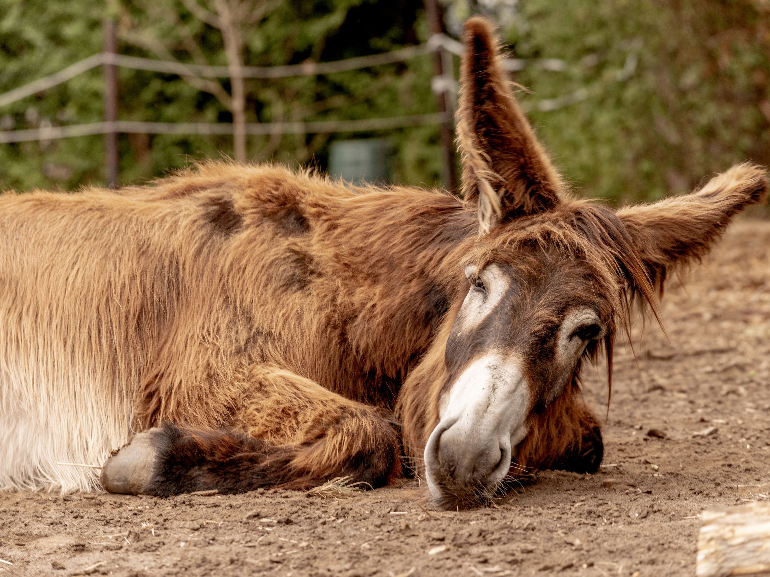 Poitou-Esel Fridolin (Foto: Morsey)